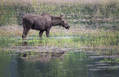 Vahşi geyik, hayvan. Doğa, fauna 