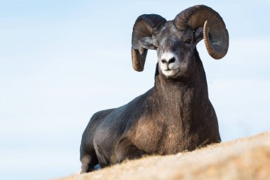 Wild Bighorn Sheep. Nature, fauna