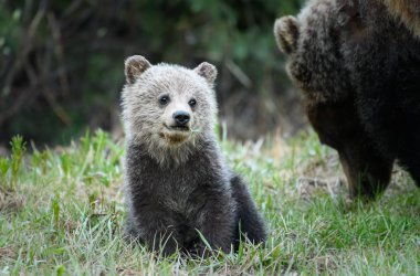 Vahşi ayılar, hayvanlar. Doğa, fauna 