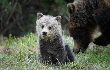 Vahşi ayılar, hayvanlar. Doğa, fauna 