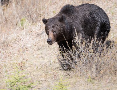Vahşi boz ayı, hayvan. Doğa, fauna  