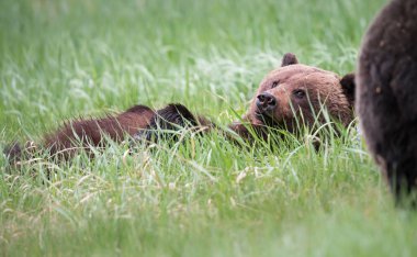 Vahşi ayılar, hayvanlar. Doğa, fauna