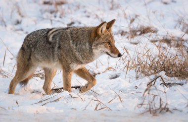 Vahşi bir çakal, hayvan. Doğa, fauna