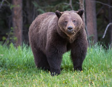 Vahşi boz ayı, hayvan. Doğa, fauna  