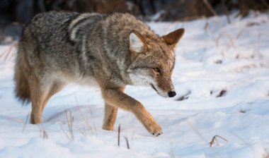 Vahşi bir çakal, hayvan. Doğa, fauna