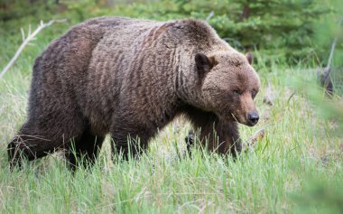 grizzly bear  in wild, animal. Nature, fauna  