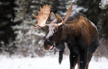 Vahşi geyik, hayvan. Doğa, fauna