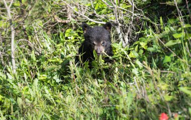 Vahşi doğada Kara Ayı, hayvan. Doğa, fauna  