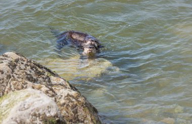 Vahşi nehir samurları, hayvanlar. Doğa, fauna 