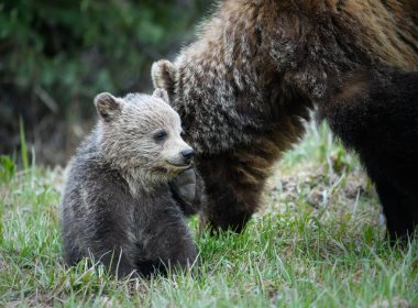 Vahşi ayılar, hayvanlar. Doğa, fauna 