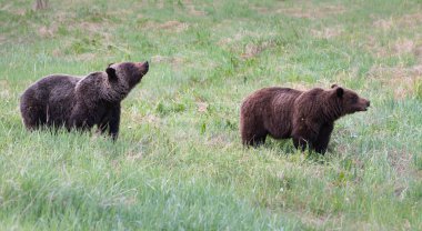 Vahşi ayılar, hayvanlar. Doğa, fauna