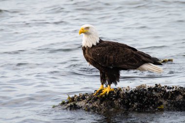 Vahşi doğada kartal, kuş. Doğa, fauna