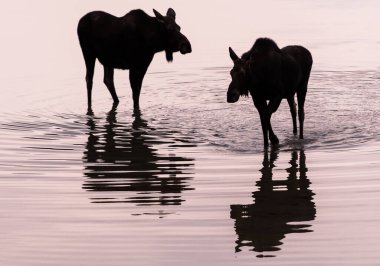 Vahşi geyikler, hayvanlar. Doğa, fauna 