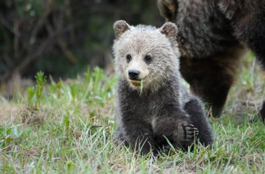 grizzly bear in wild, animal. Nature, fauna