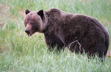 Vahşi boz ayı, hayvan. Doğa, fauna  