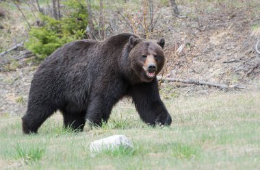 Vahşi boz ayı, hayvan. Doğa, fauna