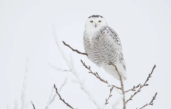 Uggla Vilt Tillstånd Djur Natur Fauna — Stockfoto