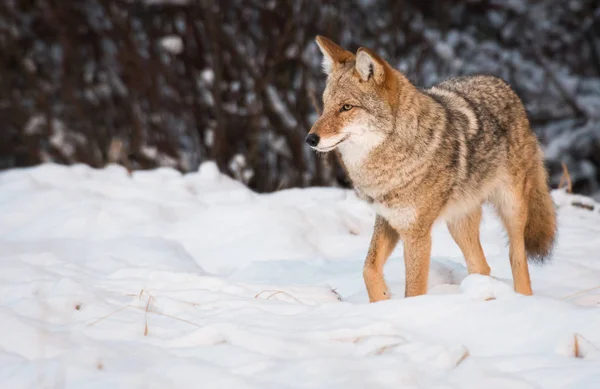 Coyote Wild Animal Nature Fauna — Stock Photo, Image