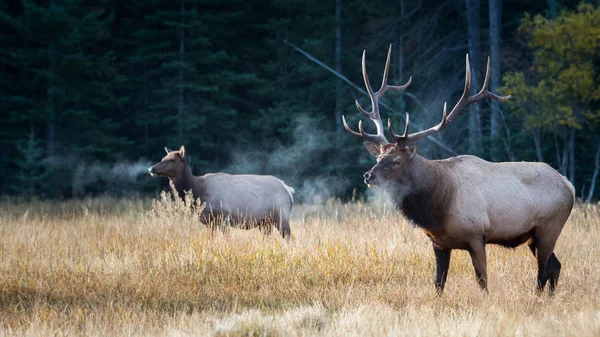 Vahşi Geyikler Hayvanlar Doğa Fauna — Stok fotoğraf