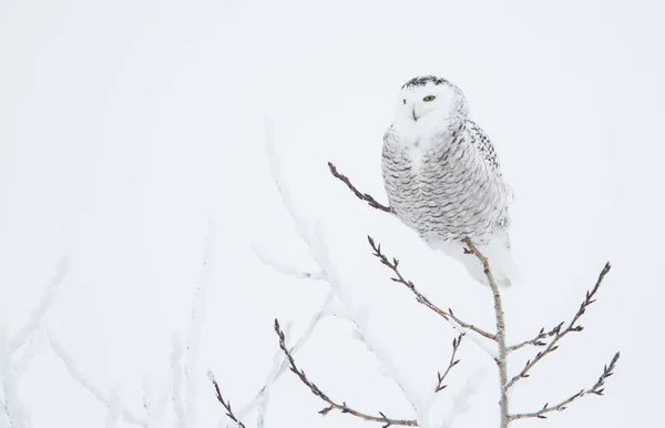 Eule Wild Tierisch Natur Fauna — Stockfoto