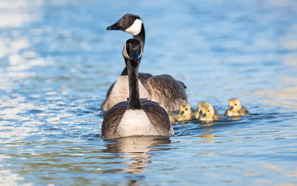 Bernaches Canada Dans Nature Oiseaux Nature Faune — Photo