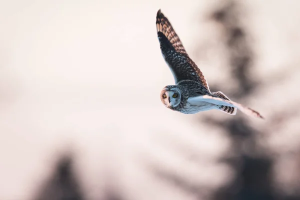 Divoká Zvěř Sova Pták Příroda Fauna — Stock fotografie