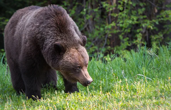 Divoký Medvěd Grizzly Zvíře Příroda Fauna — Stock fotografie