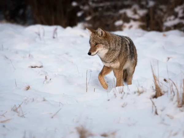 Kojote Freier Wildbahn Tier Natur Fauna — Stockfoto