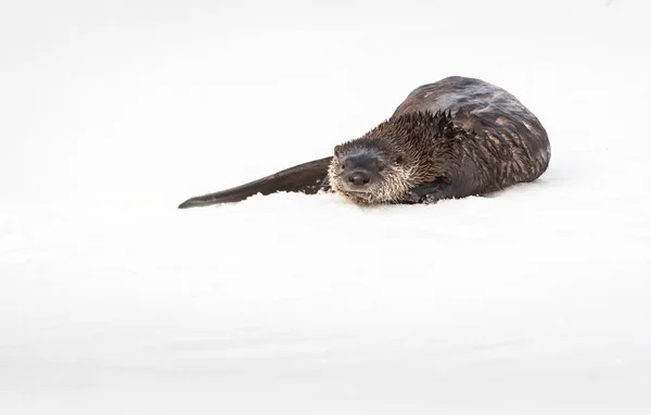 Wild River Vydra Zvíře Příroda Fauna — Stock fotografie