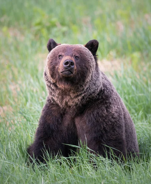 Divoký Medvěd Grizzly Zvíře Příroda Fauna — Stock fotografie