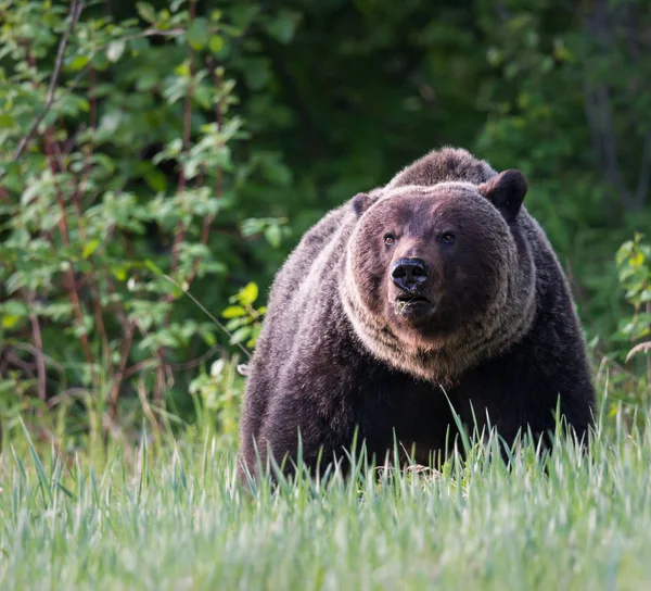 Divoký Medvěd Grizzly Zvíře Příroda Fauna — Stock fotografie