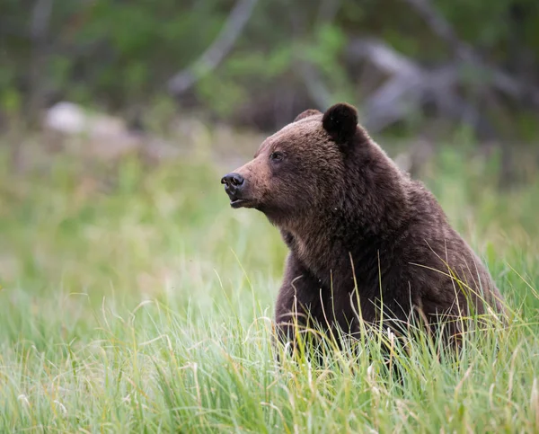 Grizzly Bear Wild Animal Nature Fauna — Stock Photo, Image