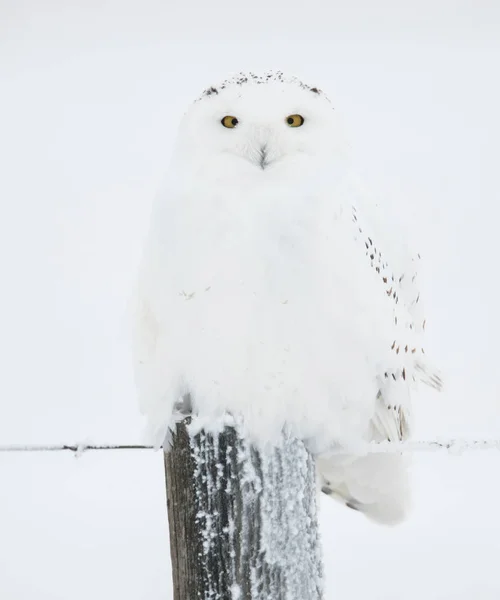 野生のフクロウ鳥自然 — ストック写真