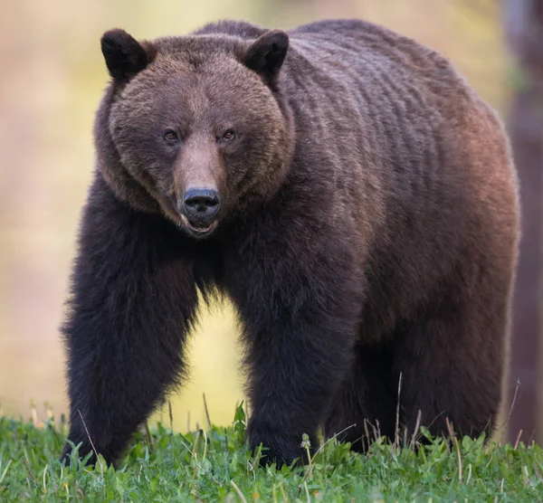 Urso Castanho Estado Selvagem Animal Natureza Fauna — Fotografia de Stock