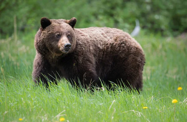 Divoký Medvěd Grizzly Zvíře Příroda Fauna — Stock fotografie