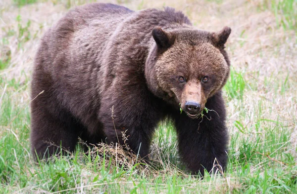 Dziki Niedźwiedź Grizzly Zwierzę Natura Fauna — Zdjęcie stockowe