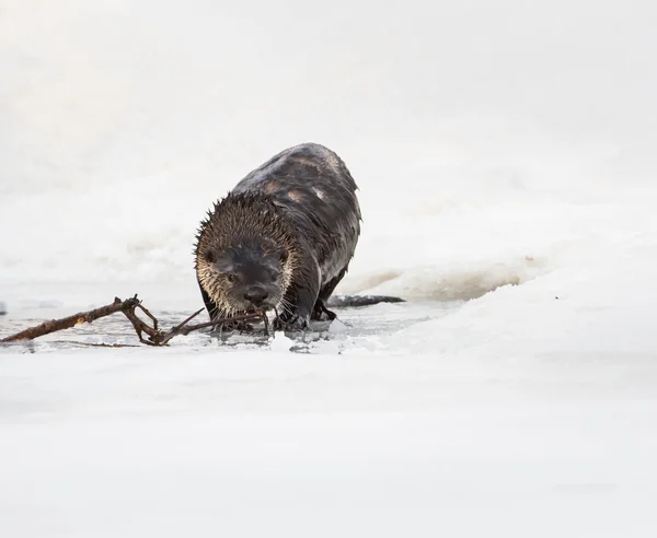 Wild River Vydra Zvíře Příroda Fauna — Stock fotografie