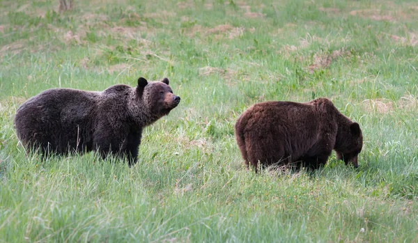 Medvědi Grizzly Divočině Zvířata Příroda Fauna — Stock fotografie