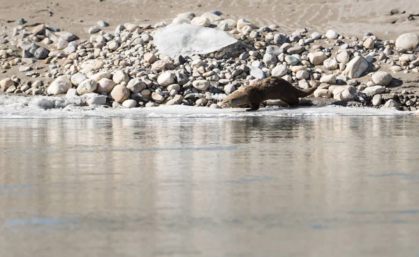 River Otter Animal Nature Faune — Photo