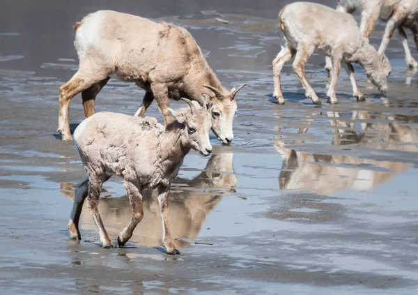Овцы Бигхорн Дикие Ягнята Животные Природа Фауна — стоковое фото