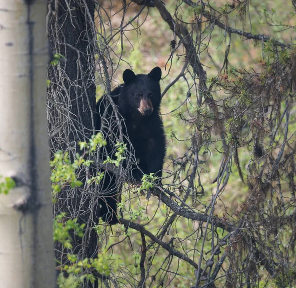 Beruang Hitam Alam Liar Hewan Alam Fauna — Stok Foto