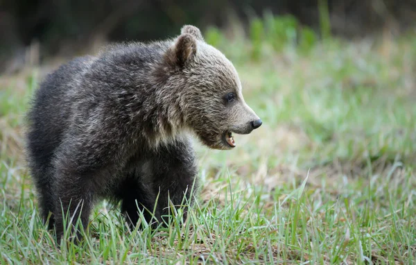 Grizzly Bear Wild Animal Nature Fauna — Stok fotoğraf