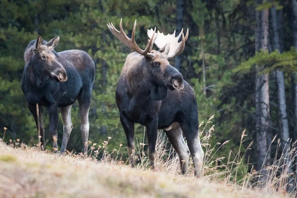 Moose Wild Animals Nature Fauna — Stock Photo, Image