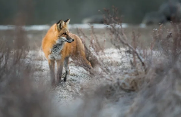 wild fox, animal. Nature, fauna