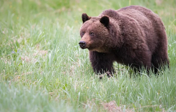 Medvěd Grizzly Divočině Zvíře Příroda Fauna — Stock fotografie