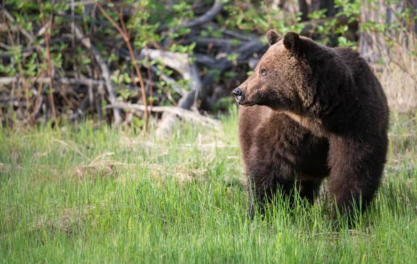 Dziki Niedźwiedź Grizzly Zwierzę Natura Fauna — Zdjęcie stockowe