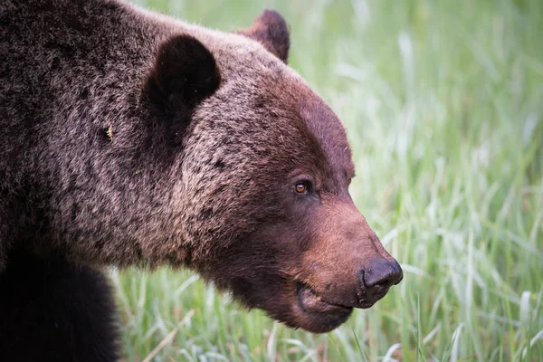 Oso Pardo Salvaje Animal Naturaleza Fauna — Foto de Stock