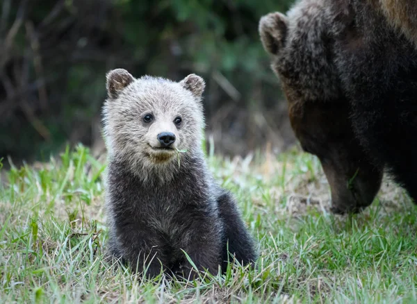 Grizzlybjörnar Vilda Djur Natur Fauna — Stockfoto