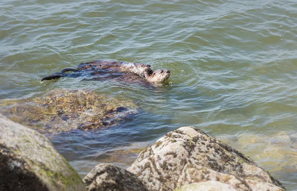 River Otters Wild Animals Nature Faune — Photo