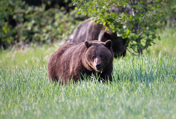 Medvědi Grizzly Divočině Zvířata Příroda Fauna — Stock fotografie